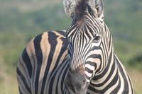 Zebra-Hengst im Kariega Game Reserve