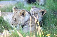 Löwen im Kariega Game Reserve