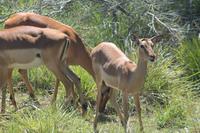Impalas im Kariega Game Reserve