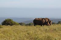Breitmaulnashörner im Kariega Game Reserve