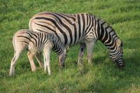 Zebras im Kariega Game Reserve
