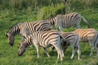 Zebras im Kariega Game Reserve