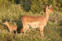Impala mit Neugeborenem im Kariega Game Reserve
