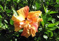 Roseneibisch im Botanischen Garten von Funchal