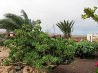 Im Freilichtmuseum „La Alcogida“