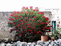 Ein Weihnachtssternstrauch in Teguise