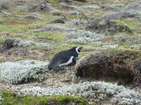 Magellan-Pinguin beim Sonnen