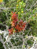 Feuerland-Nationalpark