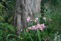 Jersey Lilie im Coronation Park