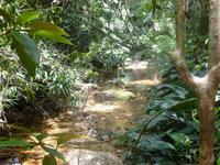 Im Tijuca-Wald