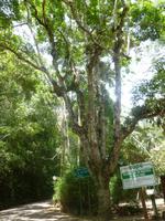 Im Tijuca-Wald