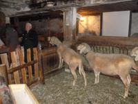 Bergweihnacht im Sixenhof in Achenkirch