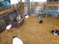 Spaziergang der Eberhardt Weihnachtsgäste in Kitzbühel