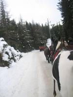 Schlittenfahrt zur Pritzhütte