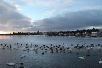 Am Tjörnin