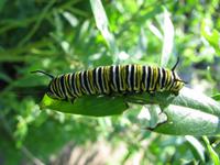 Raupe im Kräutergarten
