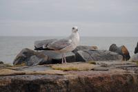 im Stadthafen Sassnitz