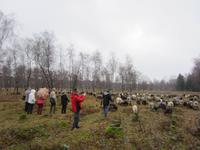 Heidschnuckenherde in der Heide