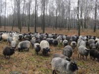 Heidschnuckenherde in der Heide