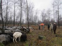 Heidschnuckenherde in der Heide