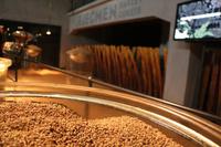 Führung in der Pilsener Urquell Brauerei - Gerste