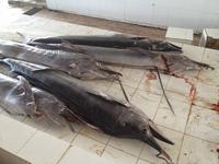 006 auf dem Fischmarkt in Barka