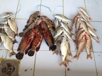 017 auf dem Fischmarkt in Barka