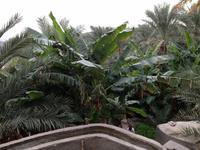 134 Falaj-Wassersysteme in Misfah