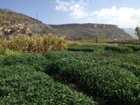 178 Spaziergang an den Terrassengärten (Al Ayn)