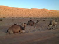 238 Wahiba Sands Wüste Oman