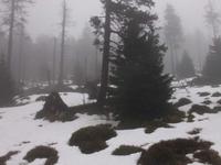 Nebliger Brockenwald