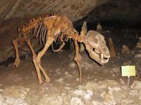 Skelett eines Höhlenbären