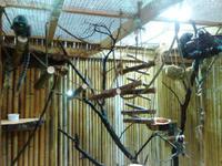 Im Schmetterlingshaus Jonsdorf