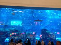 050 Aquarium in der Dubai Mall