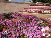 120 am Sultanspalast in Muscat (Oman)