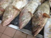 152 Fischmarkt Abu Dhabi (V.A.E.)