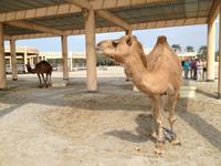 242 königliche Kamelfarm Bahrain