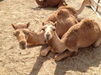 244 königliche Kamelfarm Bahrain