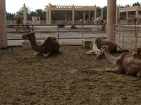 247 königliche Kamelfarm Bahrain