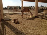 248 königliche Kamelfarm Bahrain