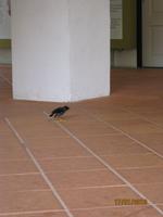 IMG_2269 Zu Besuch im Botanischen Garten von Singapur