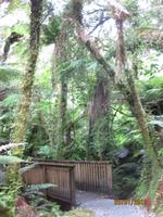 IMG_2326 Auf Buschwanderung in Fox