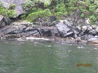 IMG_2417 Beobachten von Robben am Milford Sound