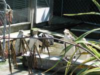 IMG_2447 Zu Besuch in der Pinguin-Aufzuchtstation auf der Otago Halbinsel