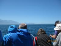 IMG_2502 Auf Waalbeobachtung in Kaikoura