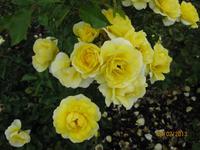 IMG_2829 Zu Besuch im Rosengarten von Auckland