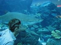 Aquarium in der Dubai Mall