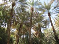 in der Oase von Al Ain