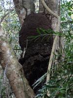 Cueva de las Maravillas