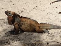 Leguane bei der Cueva